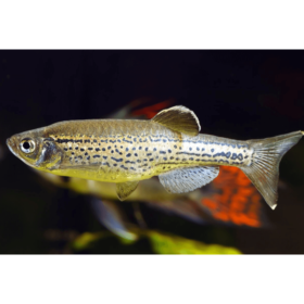 Leopard Danio