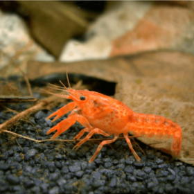 Lobster Mexican Dwarf