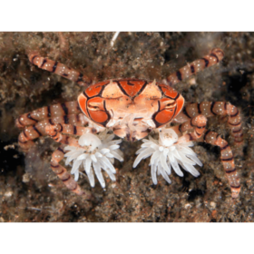 Lybia Tessellata