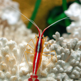 Lysmata Amboinensis