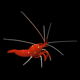 Lysmata Debelius