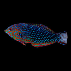 Macropharyngodon ornatus