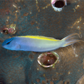 Meiacanthus Atrodorsalis