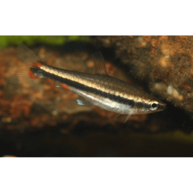 Nannostomus Beckfordi