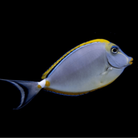 Naso Elegans Show Size