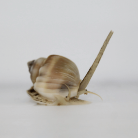 Nassarius Grephiterus
