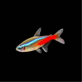 Neon Tetra Paracheirodon Innesi