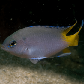 Neopomacentrus Azysron