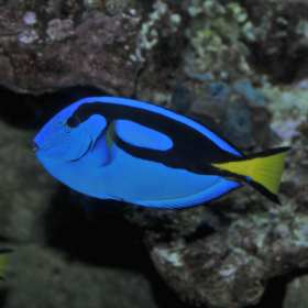Paracanthurus Hepatus