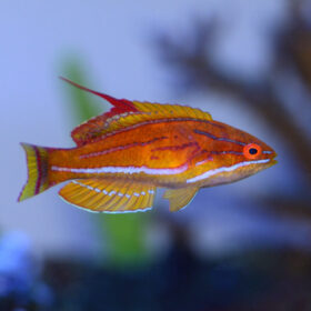 Paracheilinus Flavianalis
