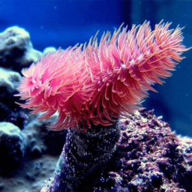 Protula Bispiralis - Magnifica