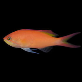Pseudanthias Dispar Female