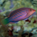 Pseudocheilinus Hexataenia