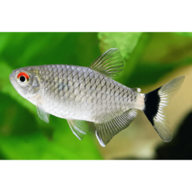 Red Eye Glass Tetra