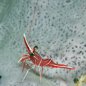 Rhynchocinetes sp.