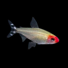 Rummy Nose Tetra Hemigrammus rhodostomus