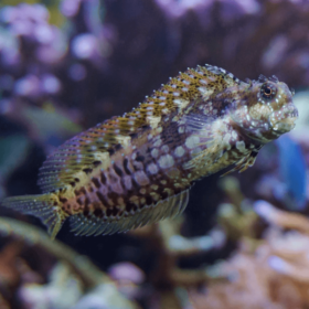 Salarias Fasciatus