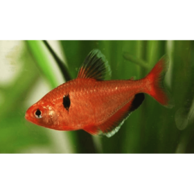 Serpae Tetra Red