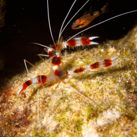 Stenopus Ηispidus