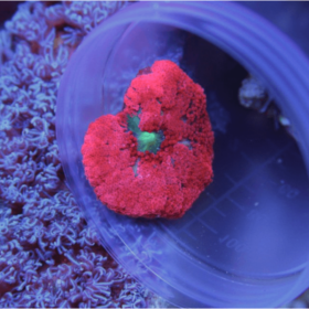Stichodactyla Haddoni