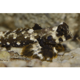 Synchiropus Ocellatus