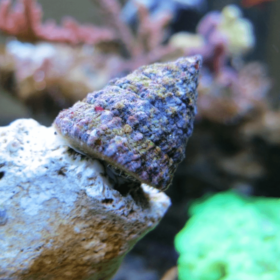 Tectus Fenestratus