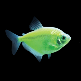 Tetra Fluorescent Green