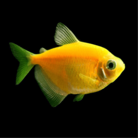 Tetra Fluorescent Orange