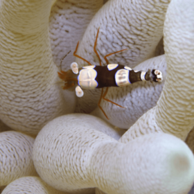 Thor Amboinensis