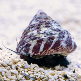 Trochus sp.