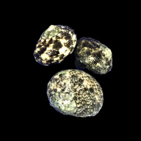 Turbo Brunneus Cats eye Turbo snail