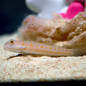 Valenciennea Puellaris