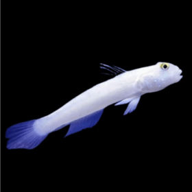 Valenciennea Sexguttata