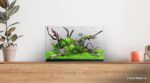 Waterbox Aquariums Clear Mini 6