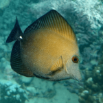 Zebrasoma Scopas