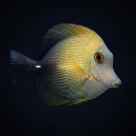 Zebrasoma Scopas, Brown Sailfin Tang
