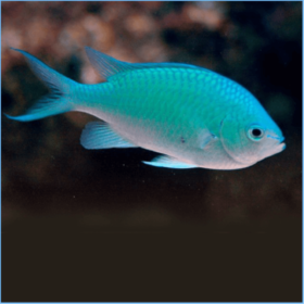 Chromis Viridis