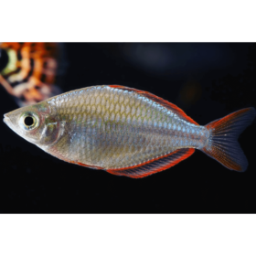 Melanotaenia Praecox