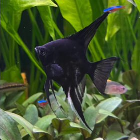 Σκαλάρια Black