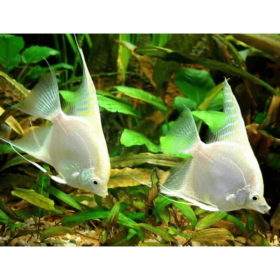Σκαλάρια White Platinum