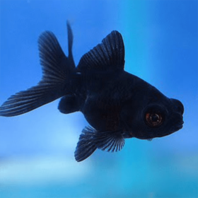 Χρυσόψαρα Black Moor Small