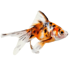 Χρυσόψαρα Calico Fantail Medium