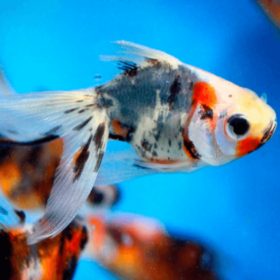 Χρυσόψαρα Calico Fantail Small