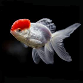 Χρυσόψαρα Red Cap Oranda Medium