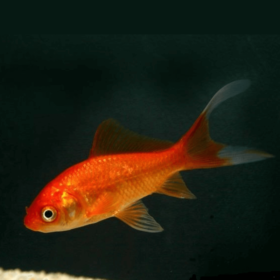 Χρυσόψαρα Red Comet