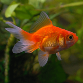 Χρυσόψαρα Red Fantail Small