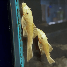 Albino Ancistrus Pleco