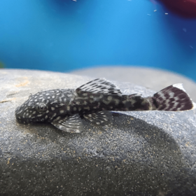 Ancistrus