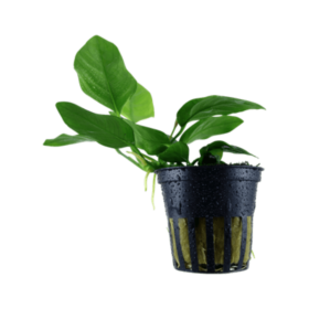 Anubias barteri Pot