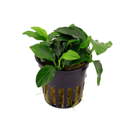 Anubias nana